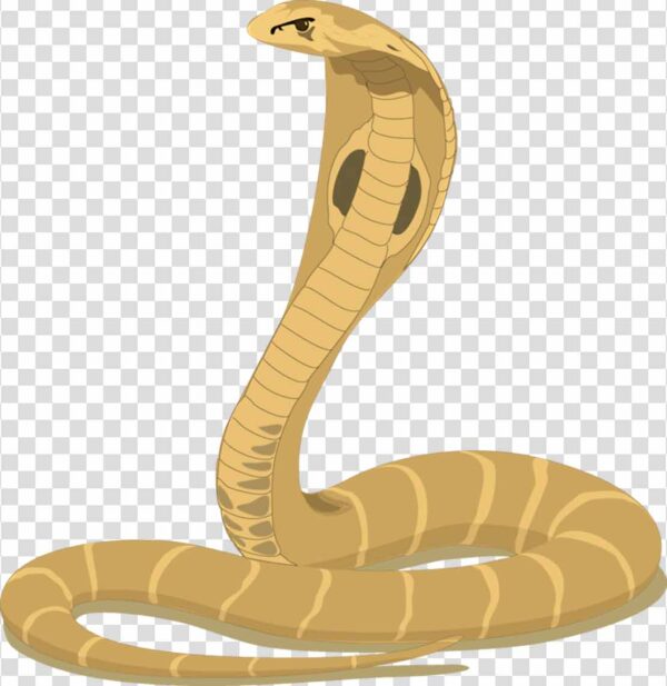 Snake PNG Transparent Images