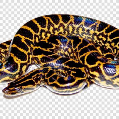 Anaconda Clipart PNG