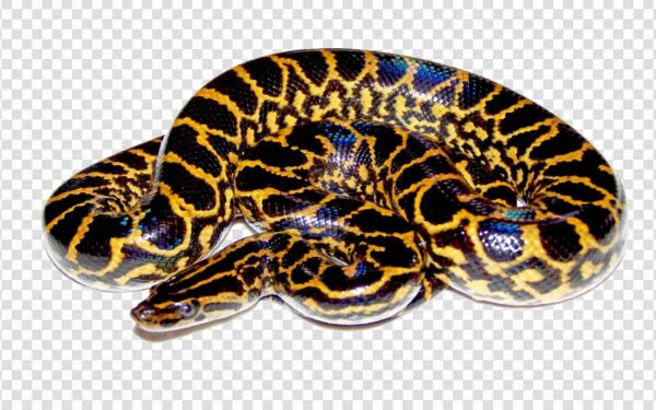 Anaconda Clipart PNG