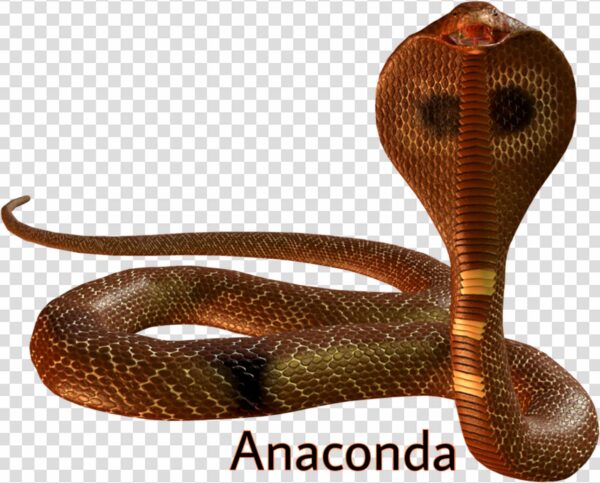 Anaconda PNG images