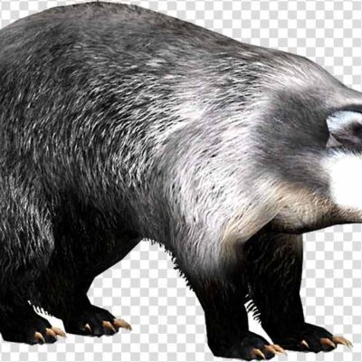 Honey Badger PNG Images