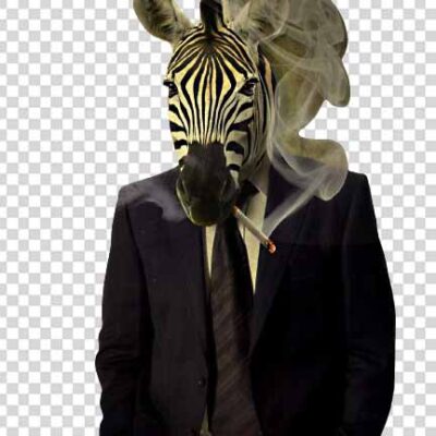 Zebra FREE PNG Image