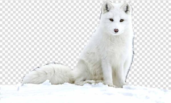 Arctic fox png