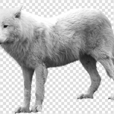 Arctic fox png