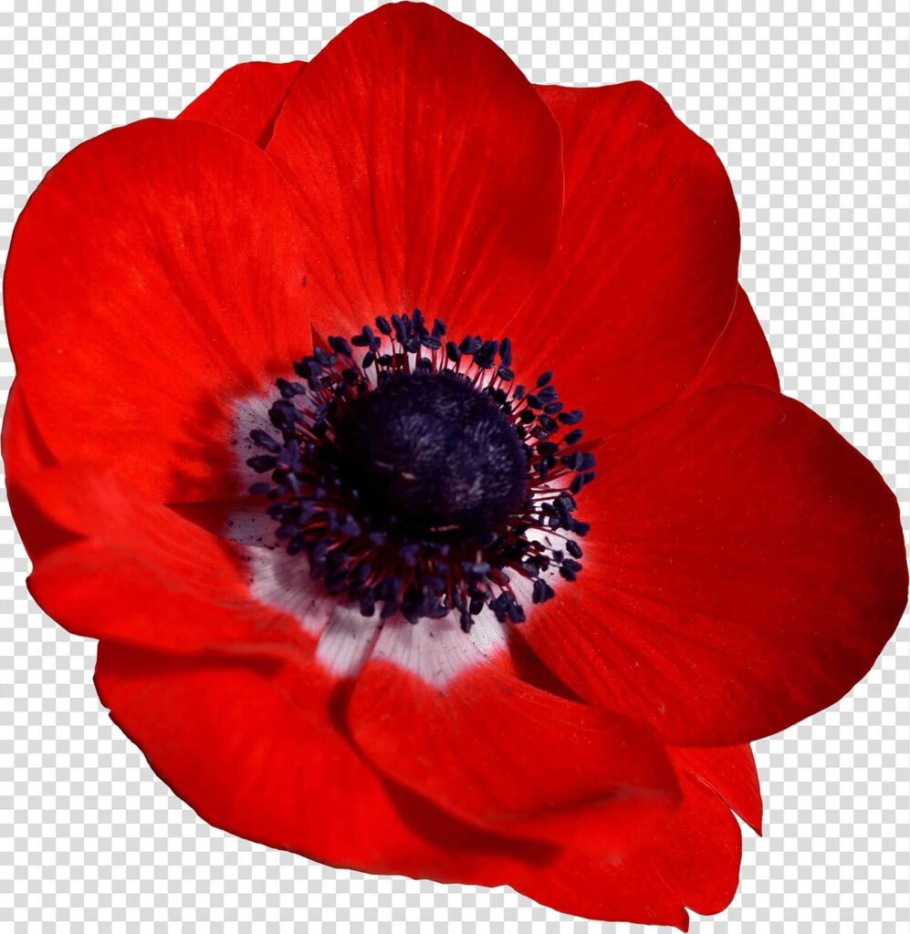 Anemone Red Flower Png