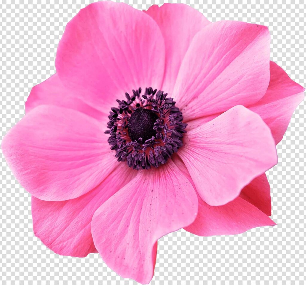 Anemone Flower Png