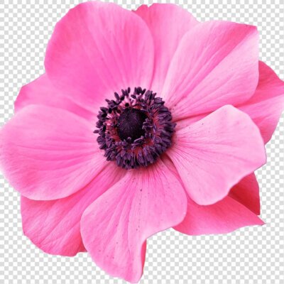 Anemone Flower Png