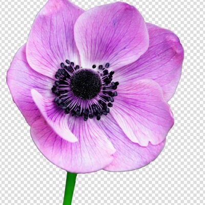 Anemone Pink Flowers Png Image