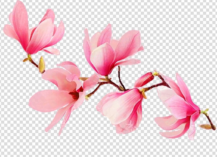 Azalea Flower Png Images