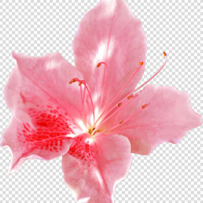 Azalea Flower Png Photo