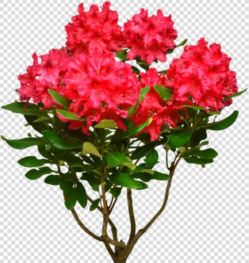 Azalea Flower Red Png