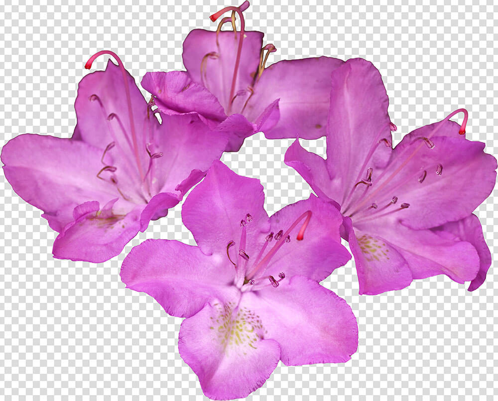 Azalea Flowers Png