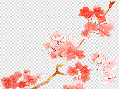 Cherry blossom tree png