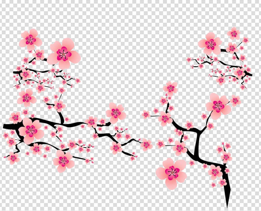 Cherry blossom drawing