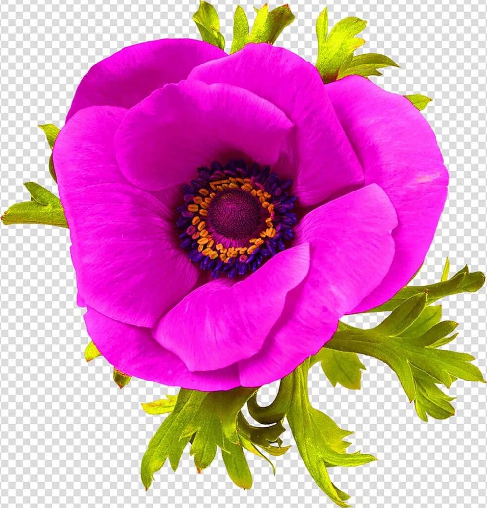 Pink Anemone Flower Png