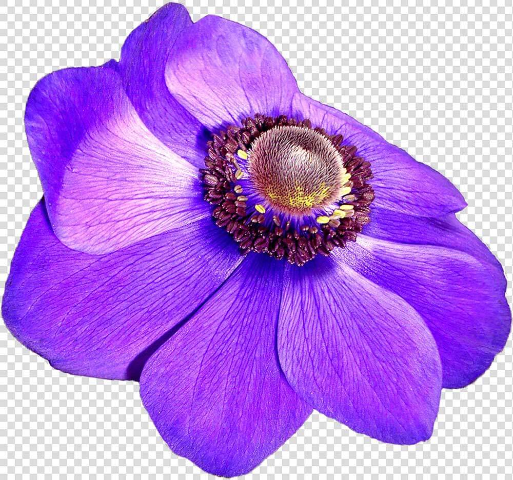 Purple Anemone Flower Png