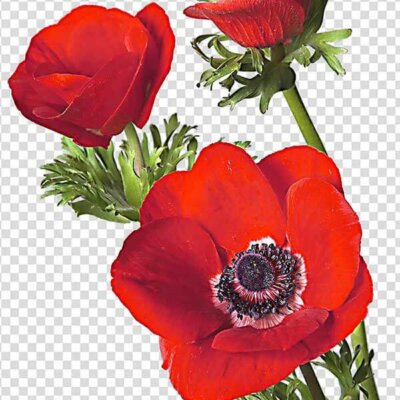Red Anemone Flower Png