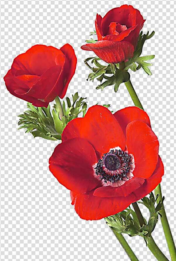 Red Anemone Flower Png
