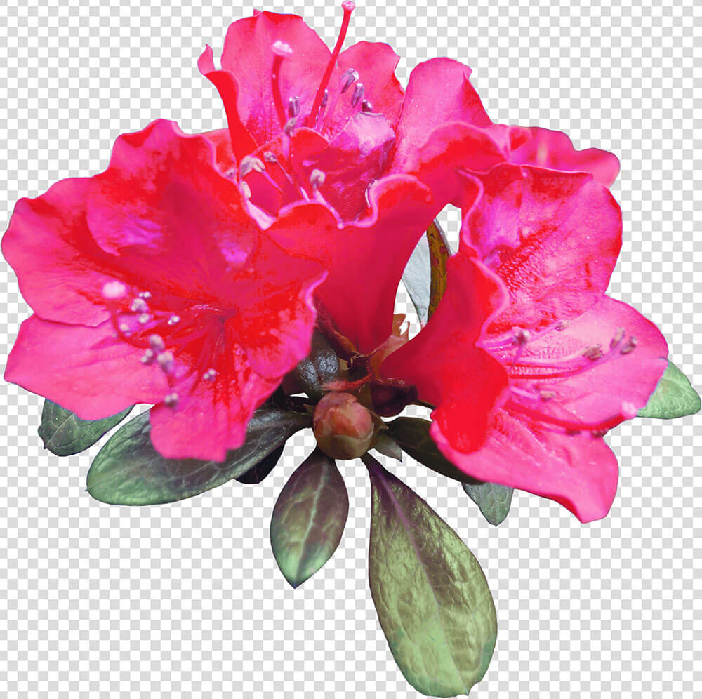 Red Azalea Flower Png Image