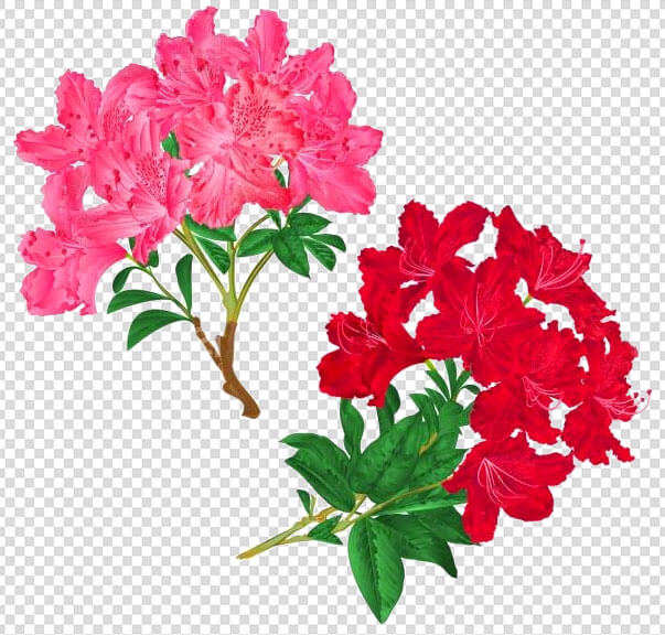 Red Pink Azalea Flower Png