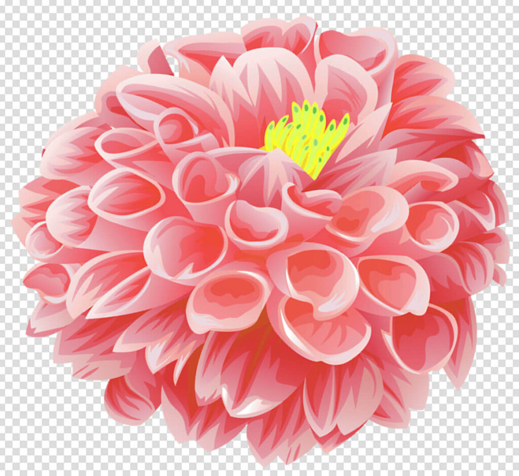 Red dahlia flower images