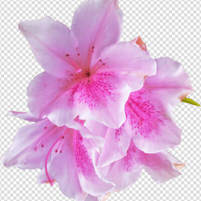 Pink Azalea Flower PNG Image