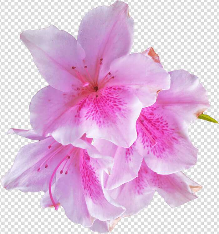 Pink Azalea Flower PNG Image