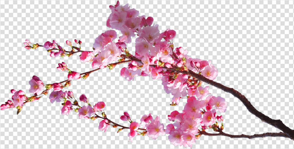 Cherry blossom branch flowers