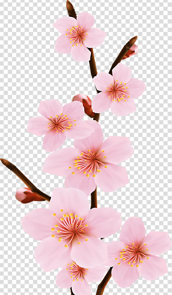 Cherry blossom branch tree