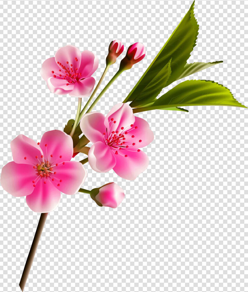 Clipart cherry blossom flower
