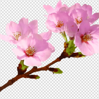 Flowers of cherry blossom