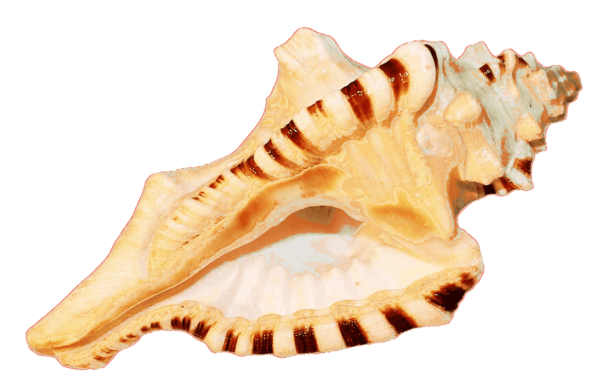 Ganesh Shankh conch