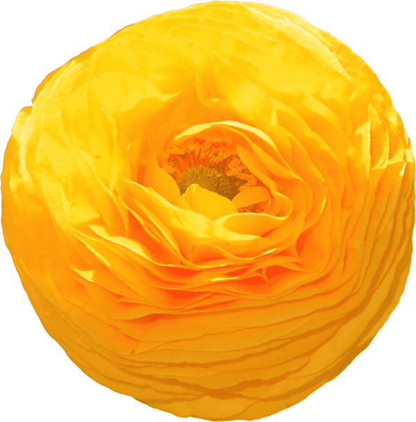 Ranunculus yellow