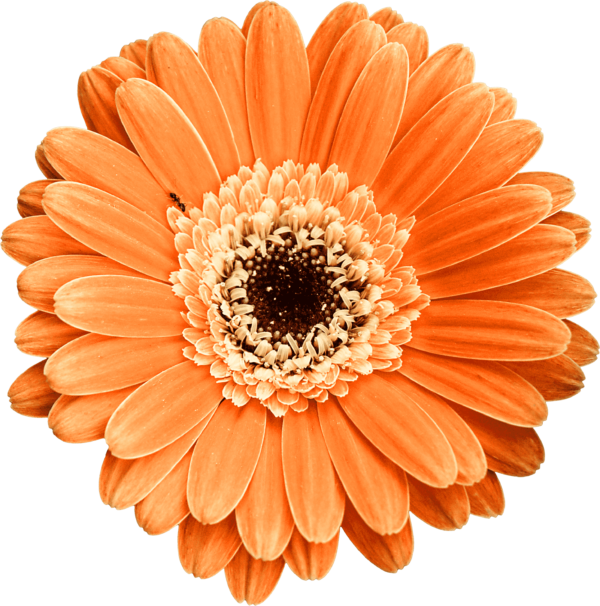 alireza daisy flower