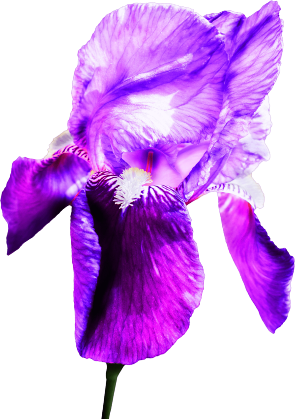 amirmasoud iris flower