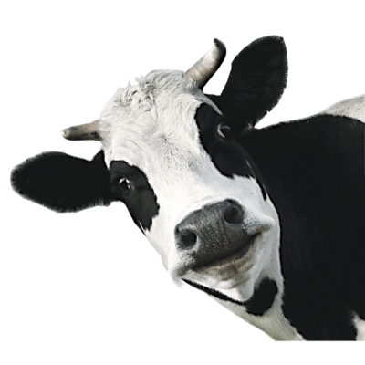 cow Image