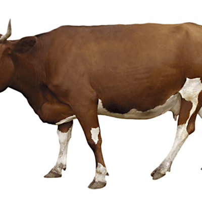 cow images png