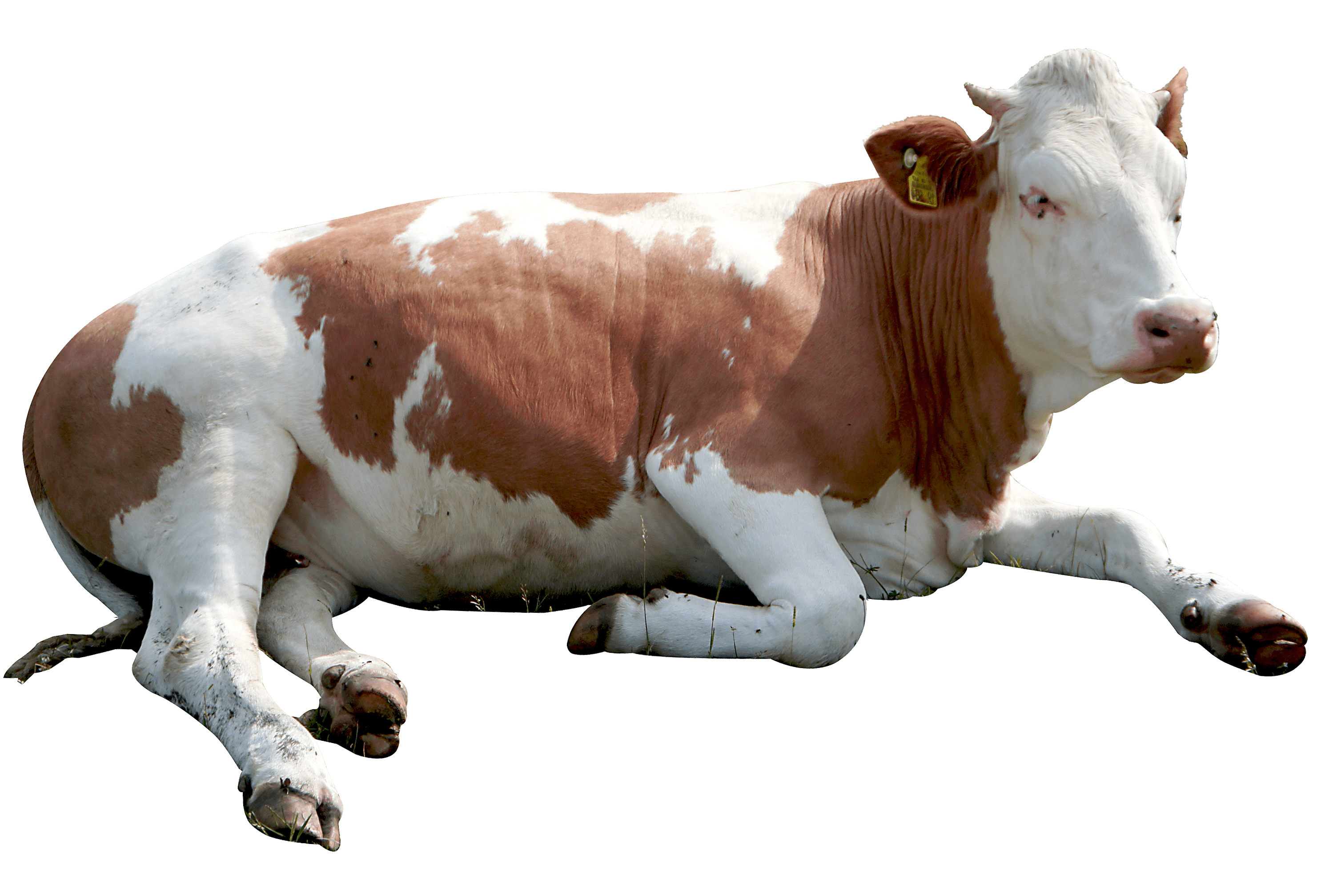 cow png image