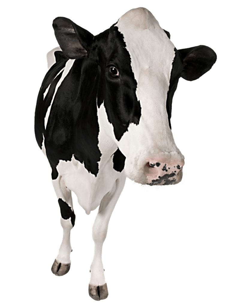 Desi cow png