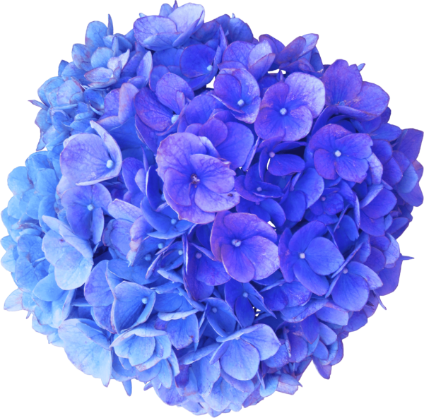flower of hydrangea