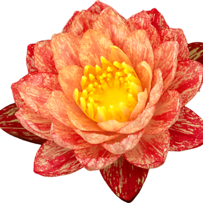 Flower Of Lotus Png