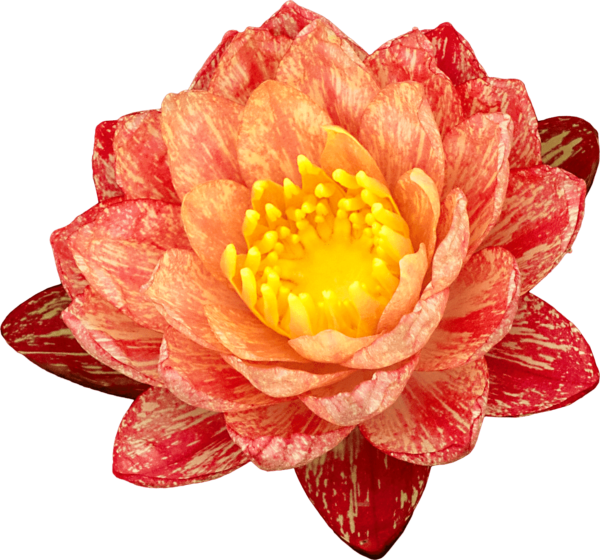 Flower Of Lotus Png