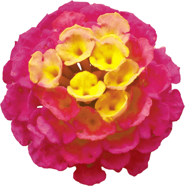 flowers of lantana