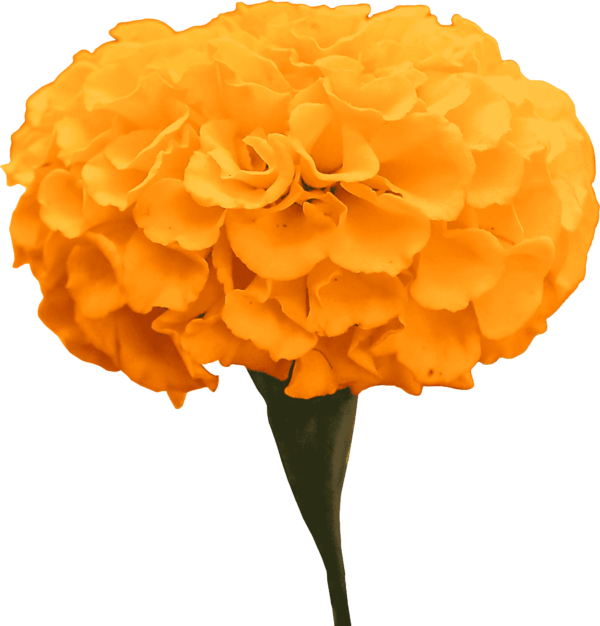 Flowers Of Marigold