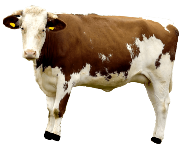 indian dairy cow png