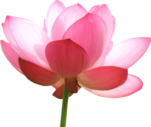 kazuend lotus flower