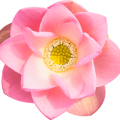 kumiko shimizu lotus flower