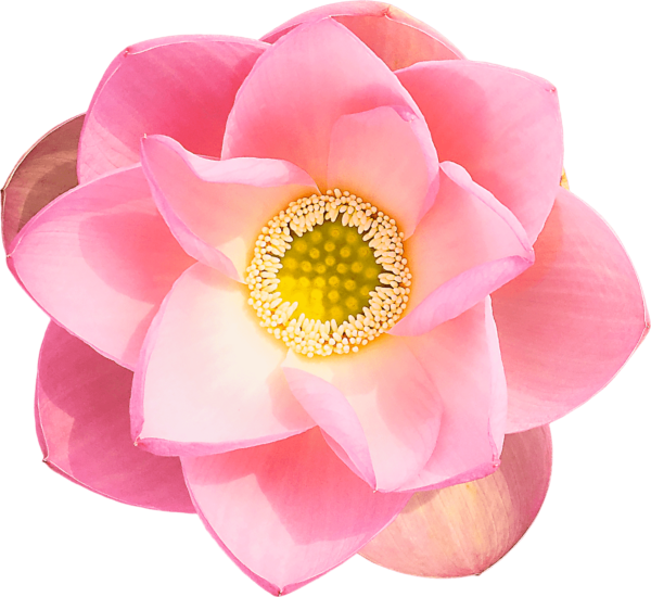 kumiko shimizu lotus flower