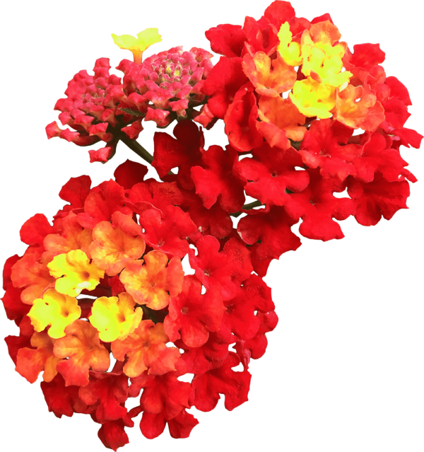 lantan flowers