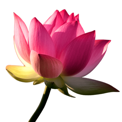 Lotus Flower Png Image